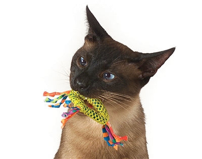 Benodigdheden kat in huis