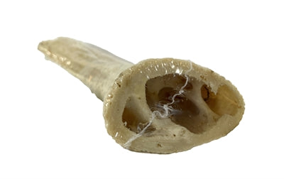 Petsnack Buffelhoorn 1 stuk 